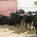 Toros de Fuente Ymbro para Málaga. 14 de agosto de 2018.