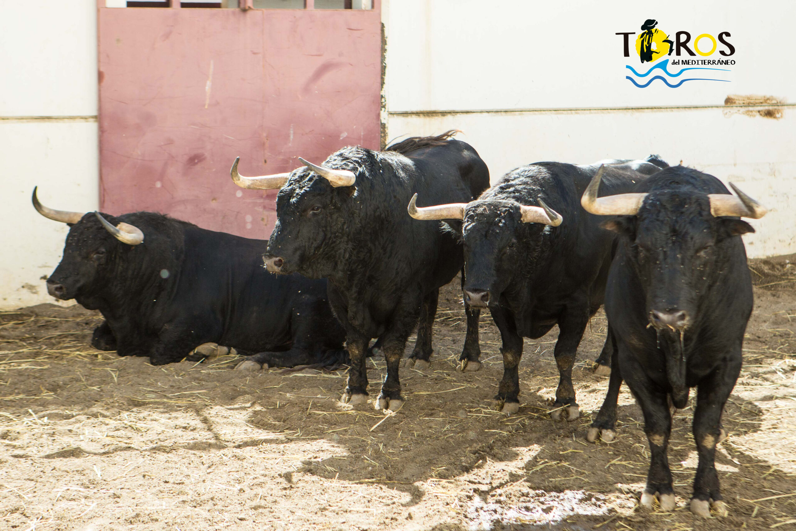 Toros de Fuente Ymbro para Málaga. 14 de agosto de 2018.