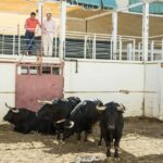 Toros de Fuente Ymbro para Málaga. 14 de agosto de 2018.