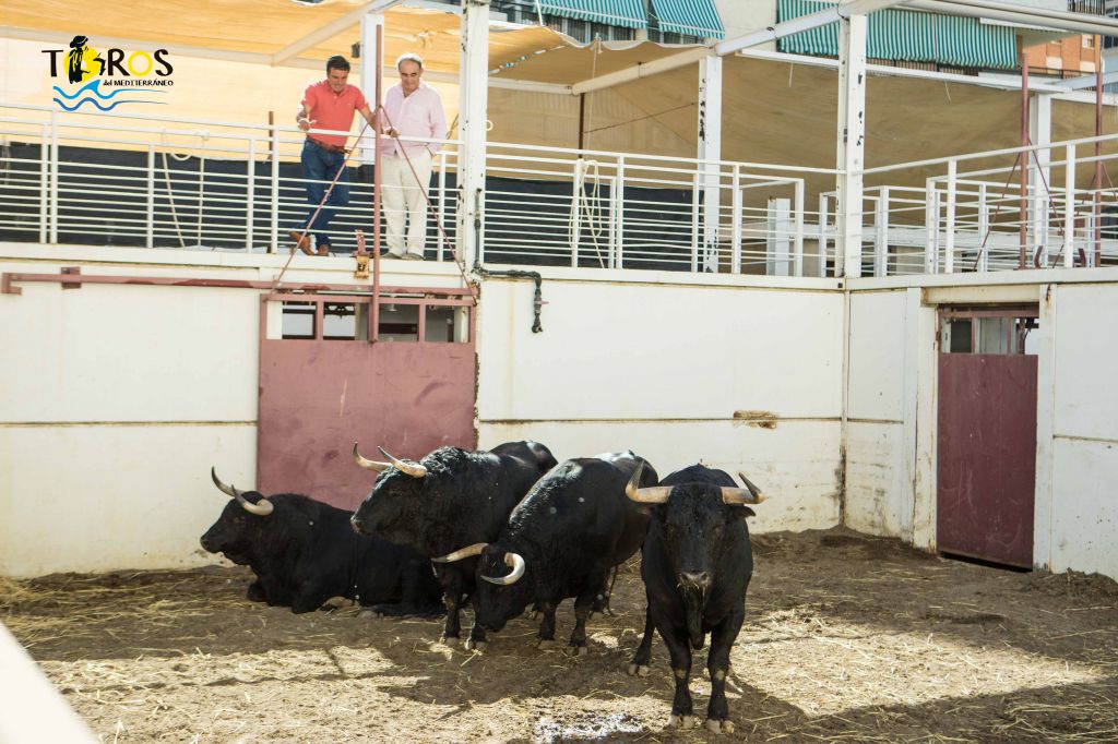 Toros de Fuente Ymbro para Málaga. 14 de agosto de 2018.