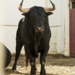 Toros de Fuente Ymbro para Málaga. 14 de agosto de 2018.