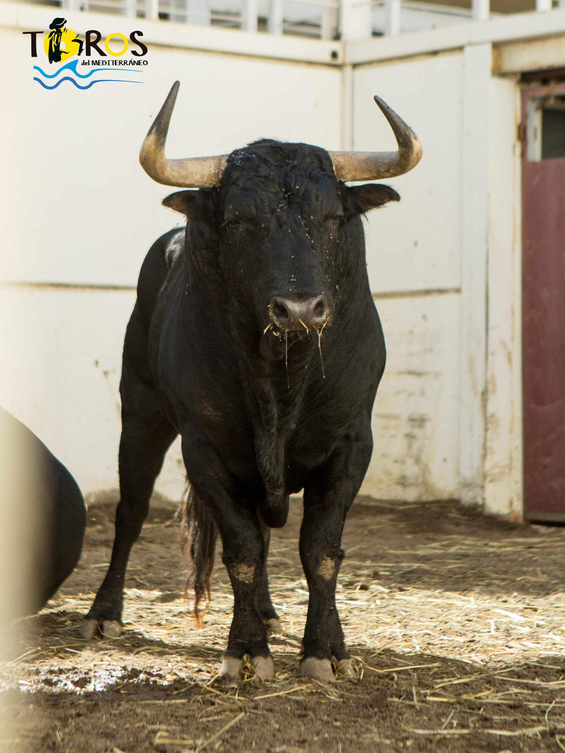 Toros de Fuente Ymbro para Málaga. 14 de agosto de 2018.