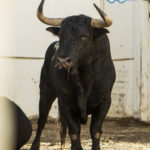 Toros de Fuente Ymbro para Málaga. 14 de agosto de 2018.