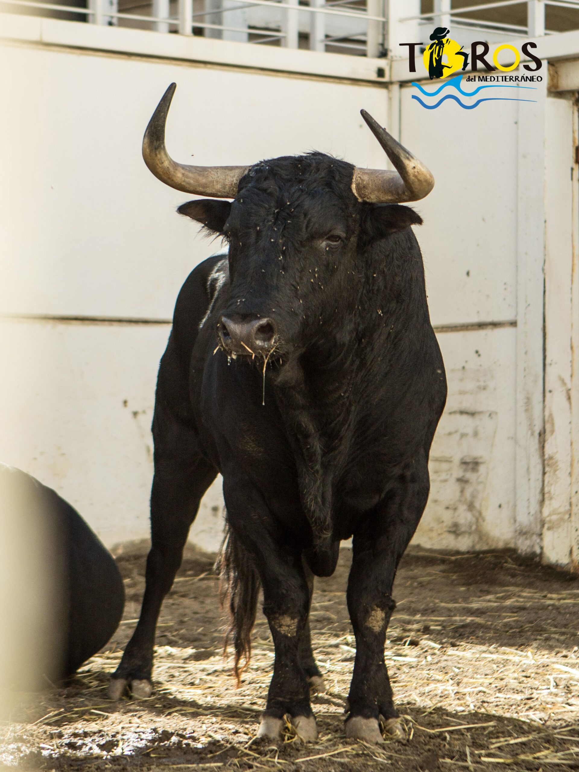 Toros de Fuente Ymbro para Málaga. 14 de agosto de 2018.