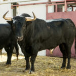 Toros de Fuente Ymbro para Málaga. 14 de agosto de 2018.