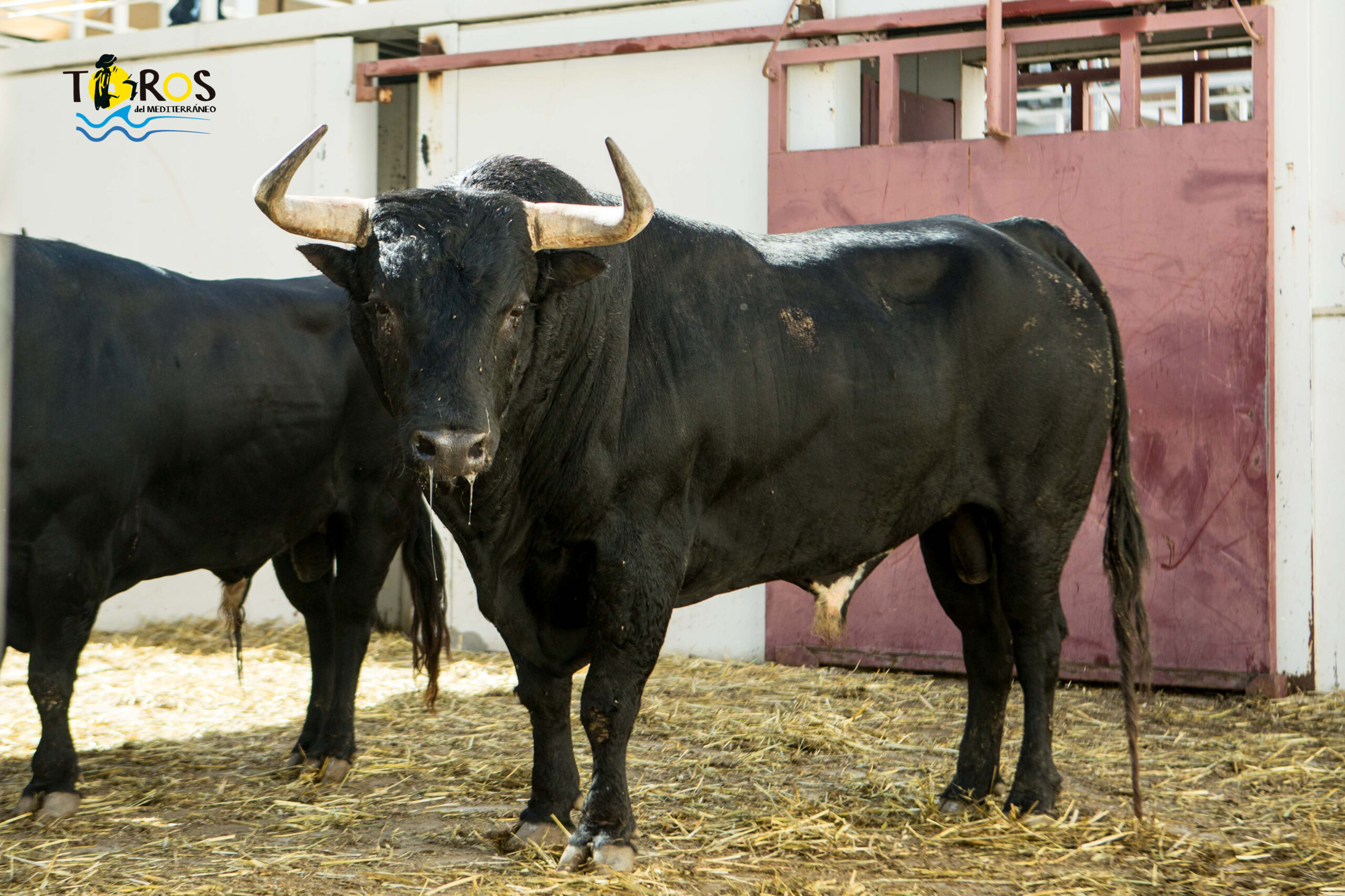 Toros de Fuente Ymbro para Málaga. 14 de agosto de 2018.