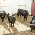 Toros de Fuente Ymbro para Málaga. 14 de agosto de 2018.
