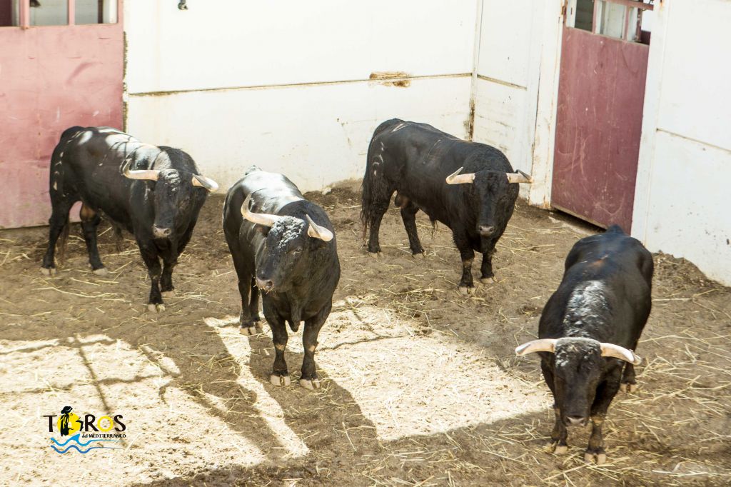 Toros de Fuente Ymbro para Málaga. 14 de agosto de 2018.