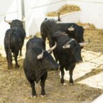 Toros de Fuente Ymbro para Málaga. 14 de agosto de 2018.