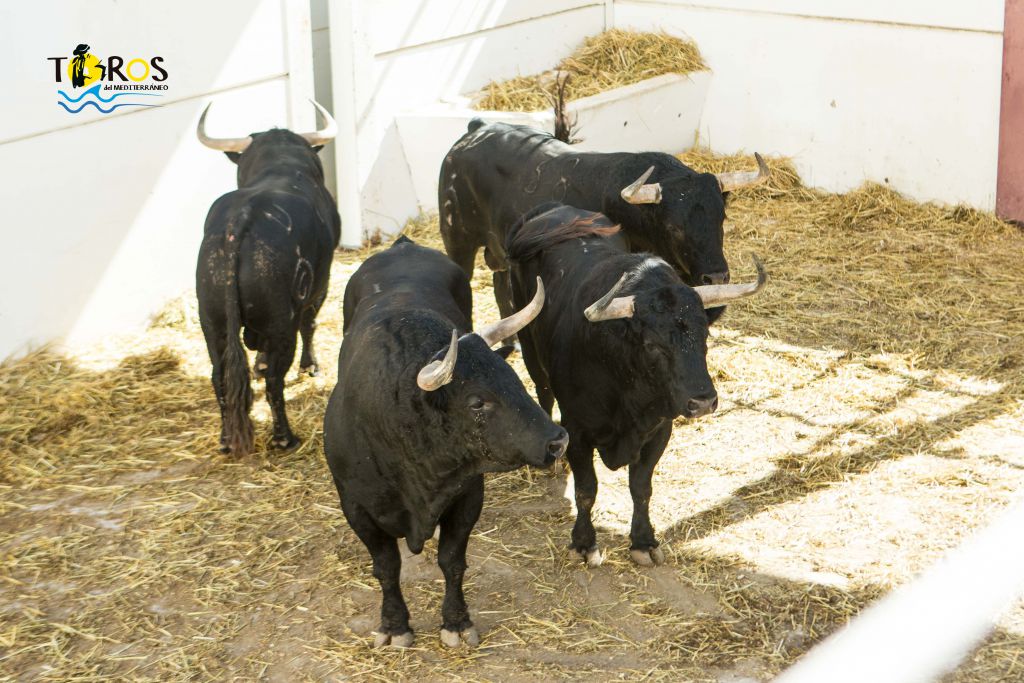 Toros de Fuente Ymbro para Málaga. 14 de agosto de 2018.