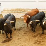 Sorteo, Málaga 18 de agosto de 2018