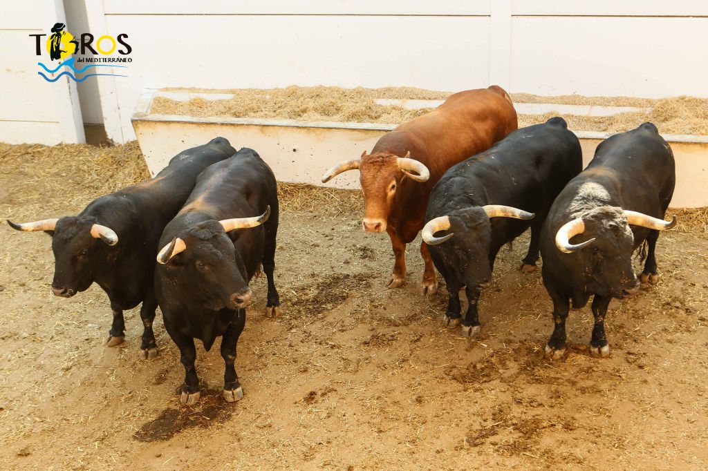 Sorteo, Málaga 18 de agosto de 2018