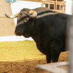 Sorteo, Málaga 18 de agosto de 2018