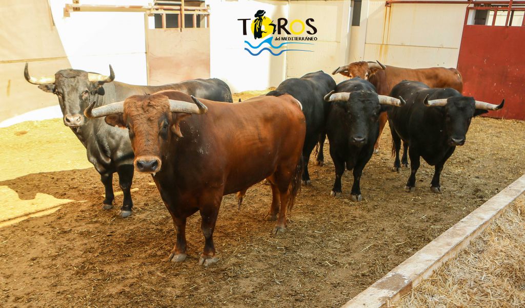 Sorteo, Málaga 18 de agosto de 2018