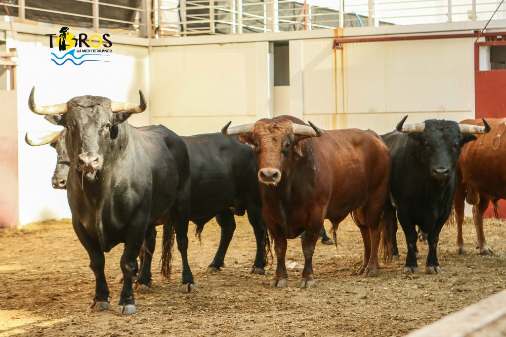 Sorteo, Málaga 18 de agosto de 2018