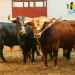 Sorteo, Málaga 18 de agosto de 2018