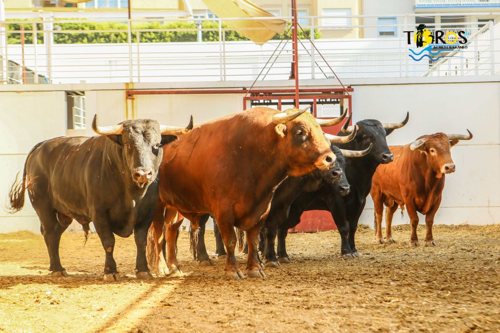 Sorteo, Málaga 18 de agosto de 2018