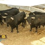 Sorteo, Málaga 19 de agosto de 2018