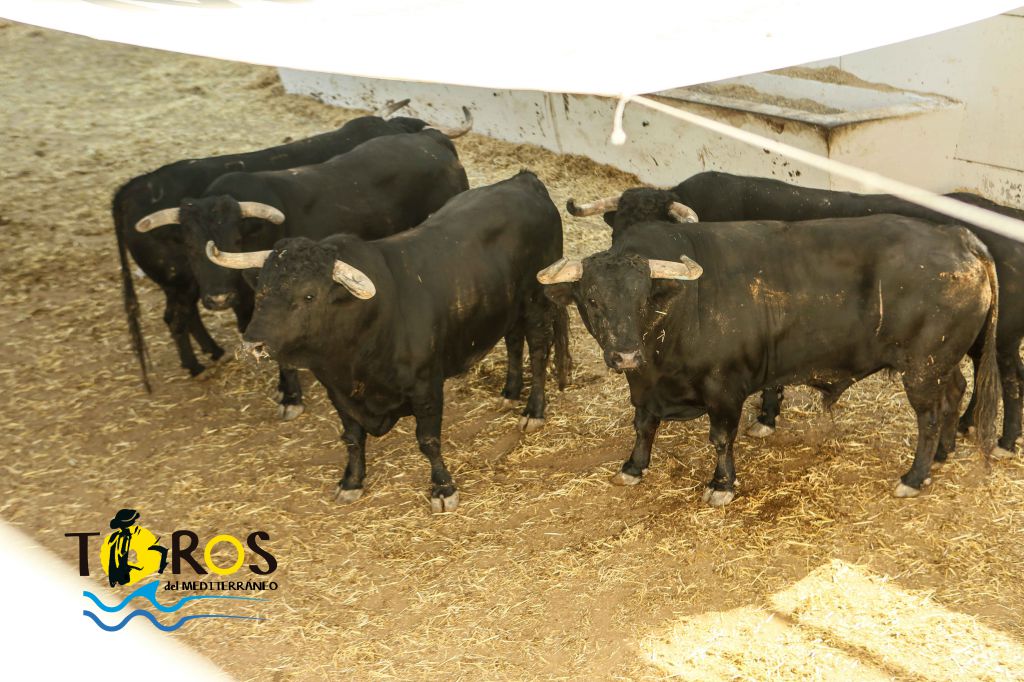 Sorteo, Málaga 19 de agosto de 2018