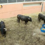 Sorteo, Málaga 19 de agosto de 2018