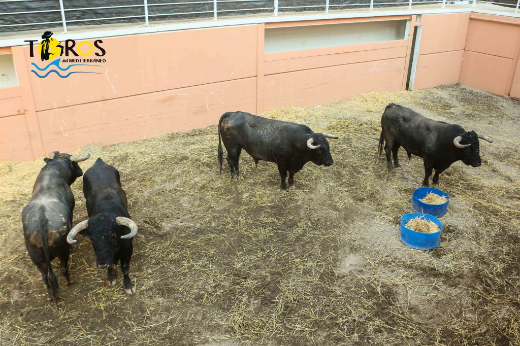 Sorteo, Málaga 19 de agosto de 2018