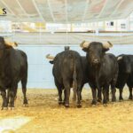 Sorteo, Málaga 19 de agosto de 2018