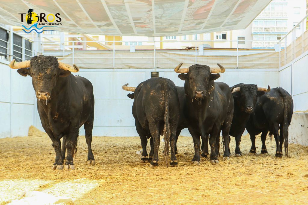 Sorteo, Málaga 19 de agosto de 2018