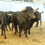 Sorteo, Málaga 19 de agosto de 2018