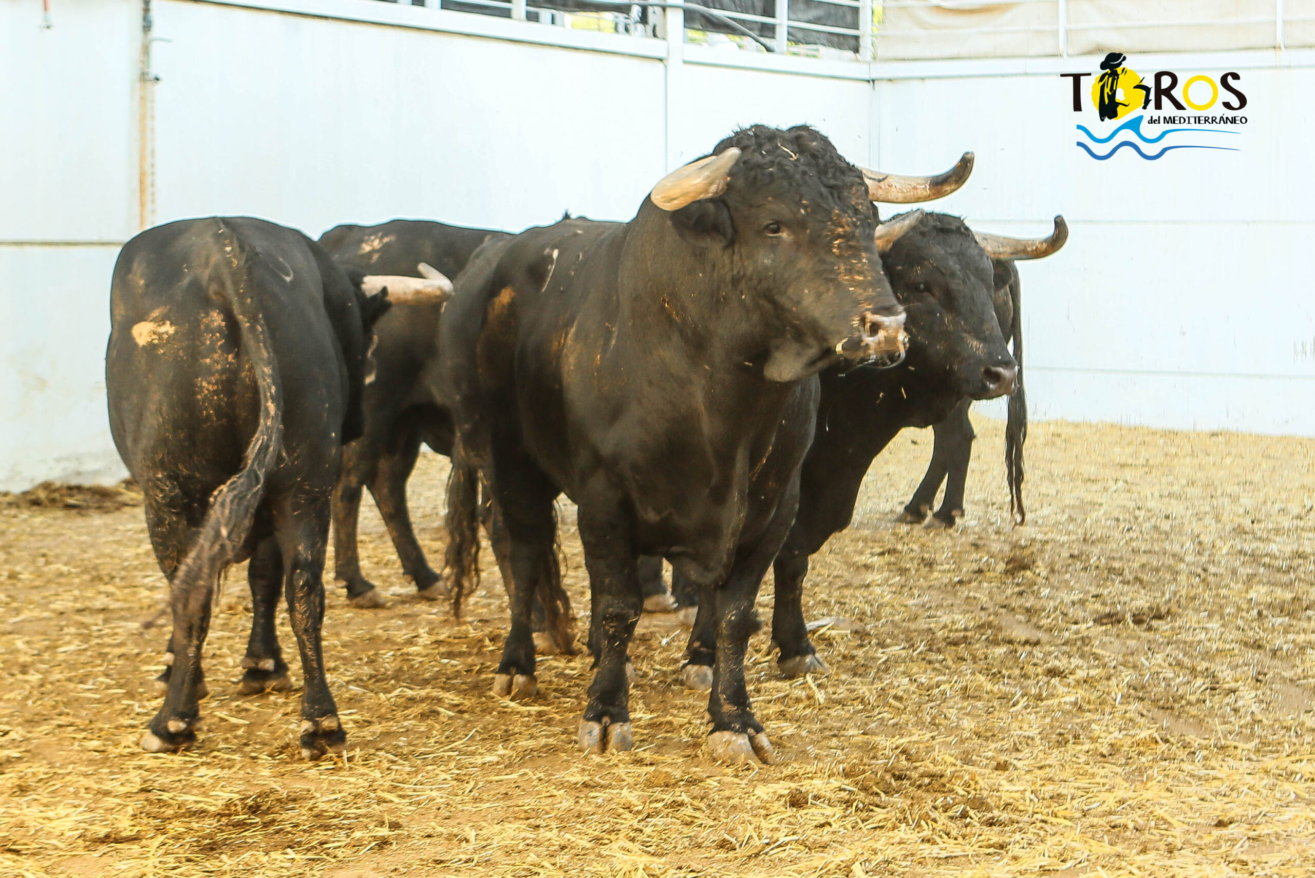 Sorteo, Málaga 19 de agosto de 2018