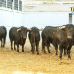 Sorteo, Málaga 19 de agosto de 2018