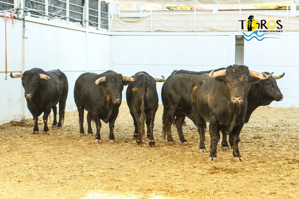 Sorteo, Málaga 19 de agosto de 2018