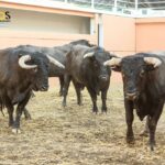 Sorteo, Málaga 19 de agosto de 2018