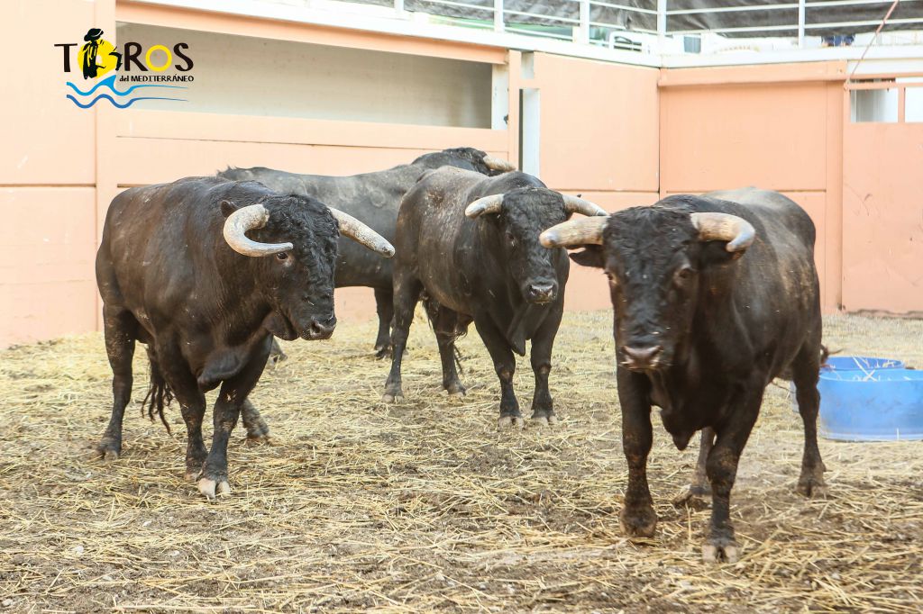 Sorteo, Málaga 19 de agosto de 2018