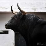 Sorteo, Bilbao 26 de agosto de 2018