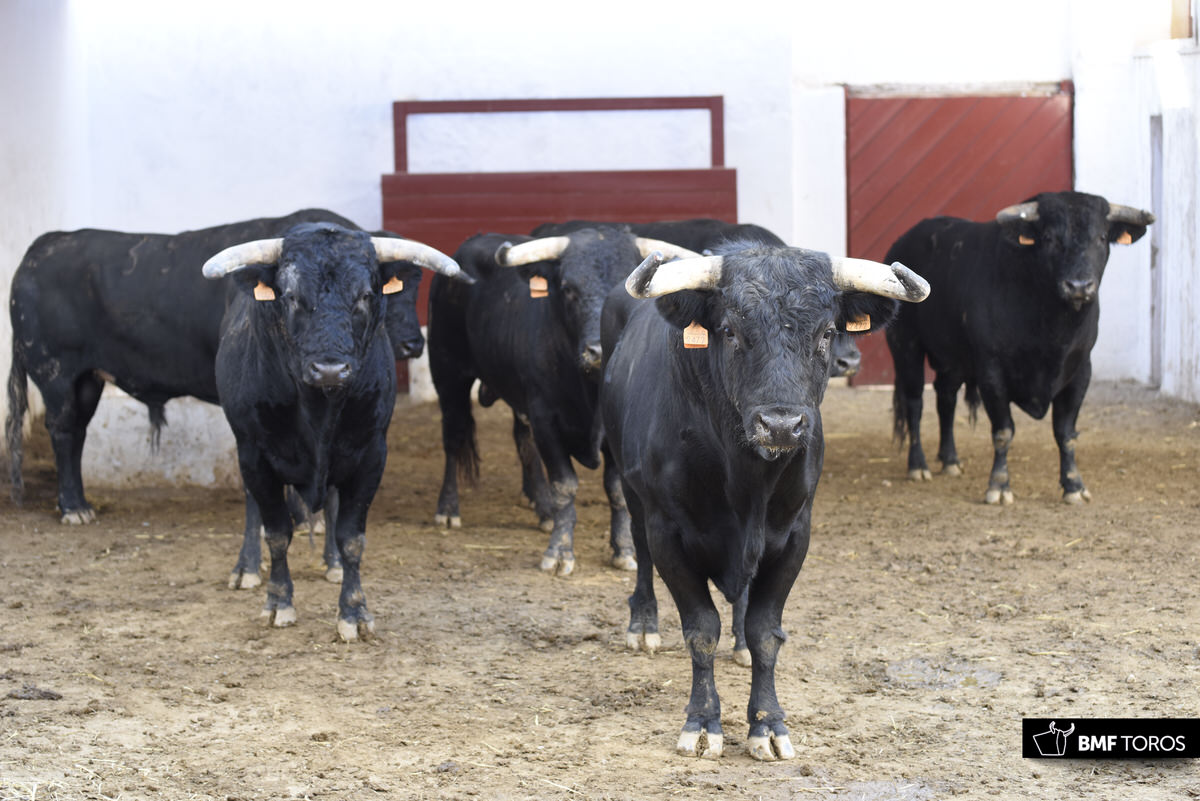 Sorteo. Almería, 25 de agosto de 2018