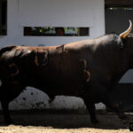 Sorteo, Bilbao 19 de agosto de 2018