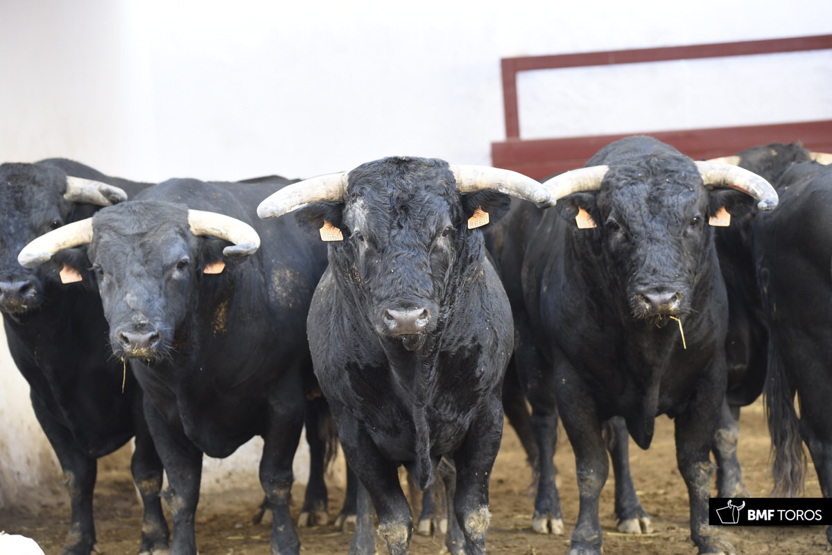 Sorteo. Almería, 25 de agosto de 2018