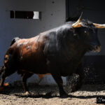 Sorteo, Bilbao 19 de agosto de 2018