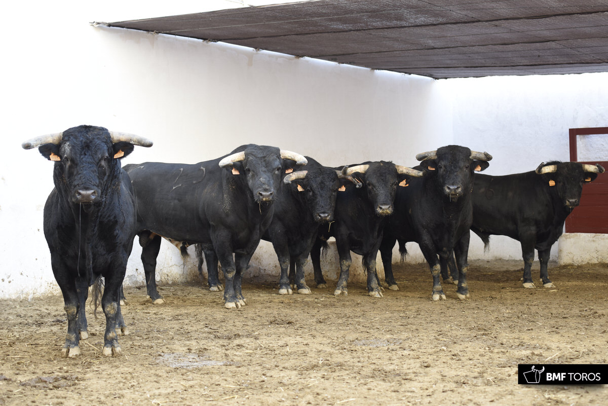 Sorteo. Almería, 25 de agosto de 2018