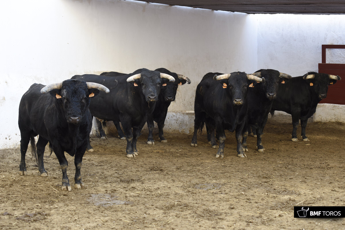 Sorteo, Bilbao 19 de agosto de 2018