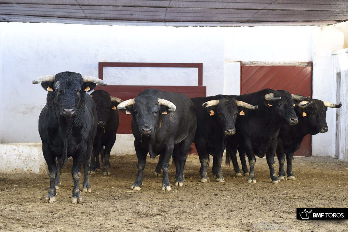 Sorteo, Bilbao 19 de agosto de 2018