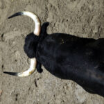 El pintor Eduardo Arroyo presenta el apartado de Bilbao