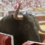 Dax - Corrida de toros - Matinal - Domingo 12 de agosto de 2018