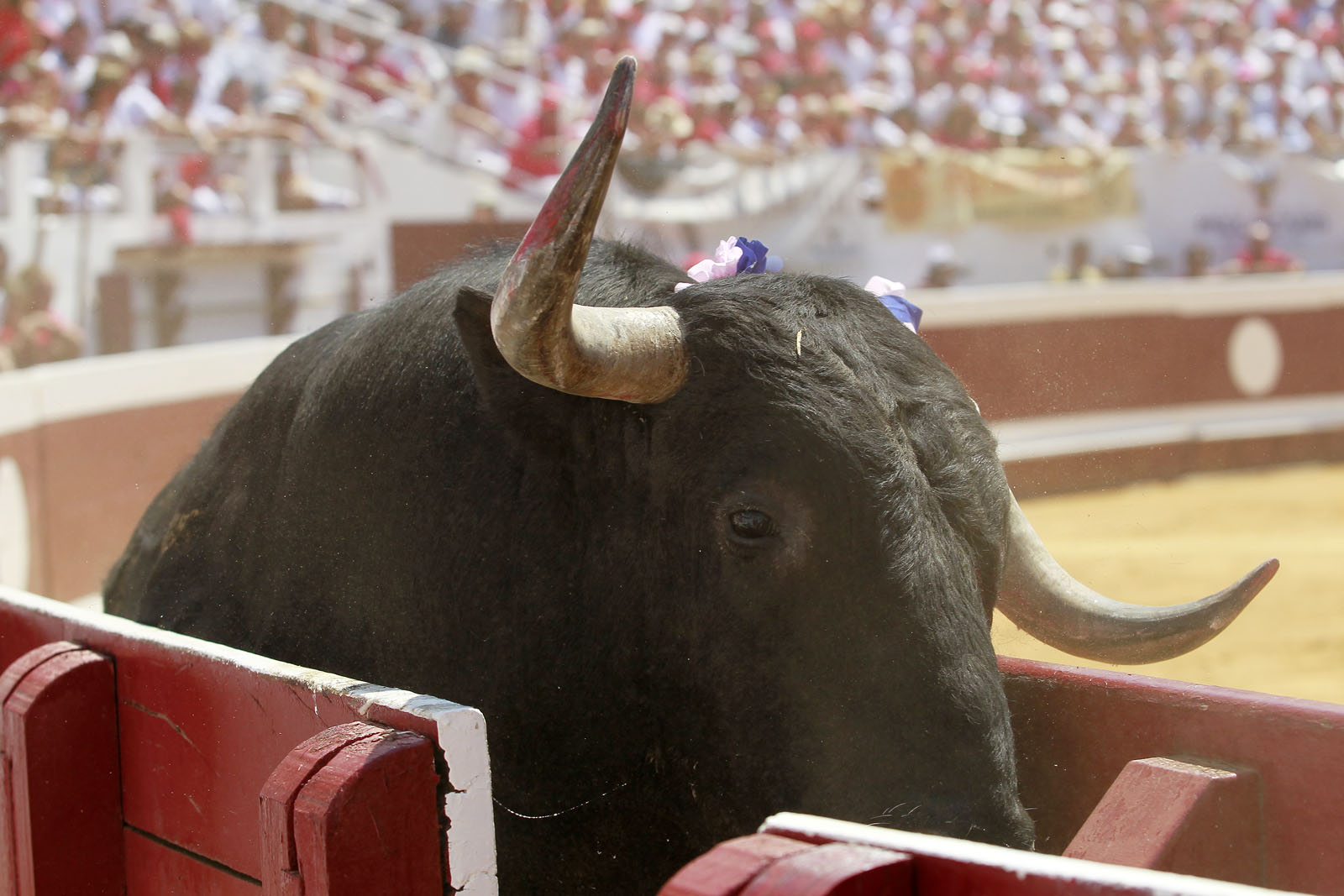 Dax - Corrida de toros - Matinal - Domingo 12 de agosto de 2018