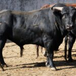 Sorteo, Colmenar Viejo 26 de agosto de 2018