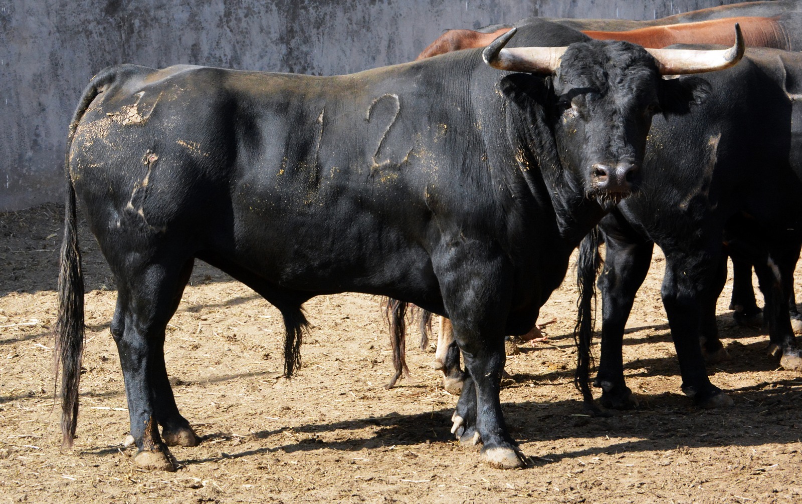 Sorteo, Colmenar Viejo 26 de agosto de 2018