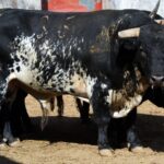 Sorteo, Colmenar Viejo 26 de agosto de 2018