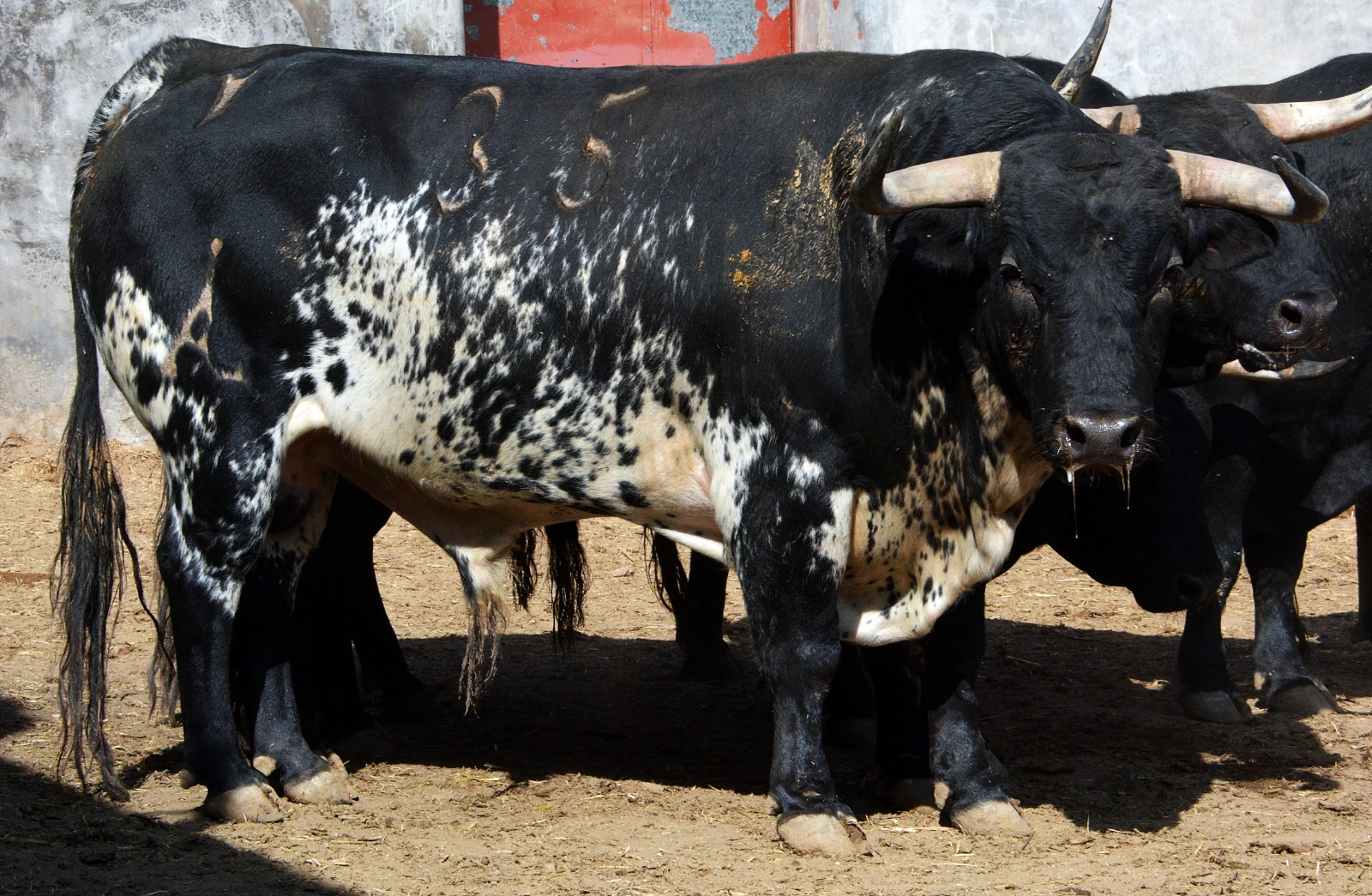 Sorteo, Colmenar Viejo 26 de agosto de 2018