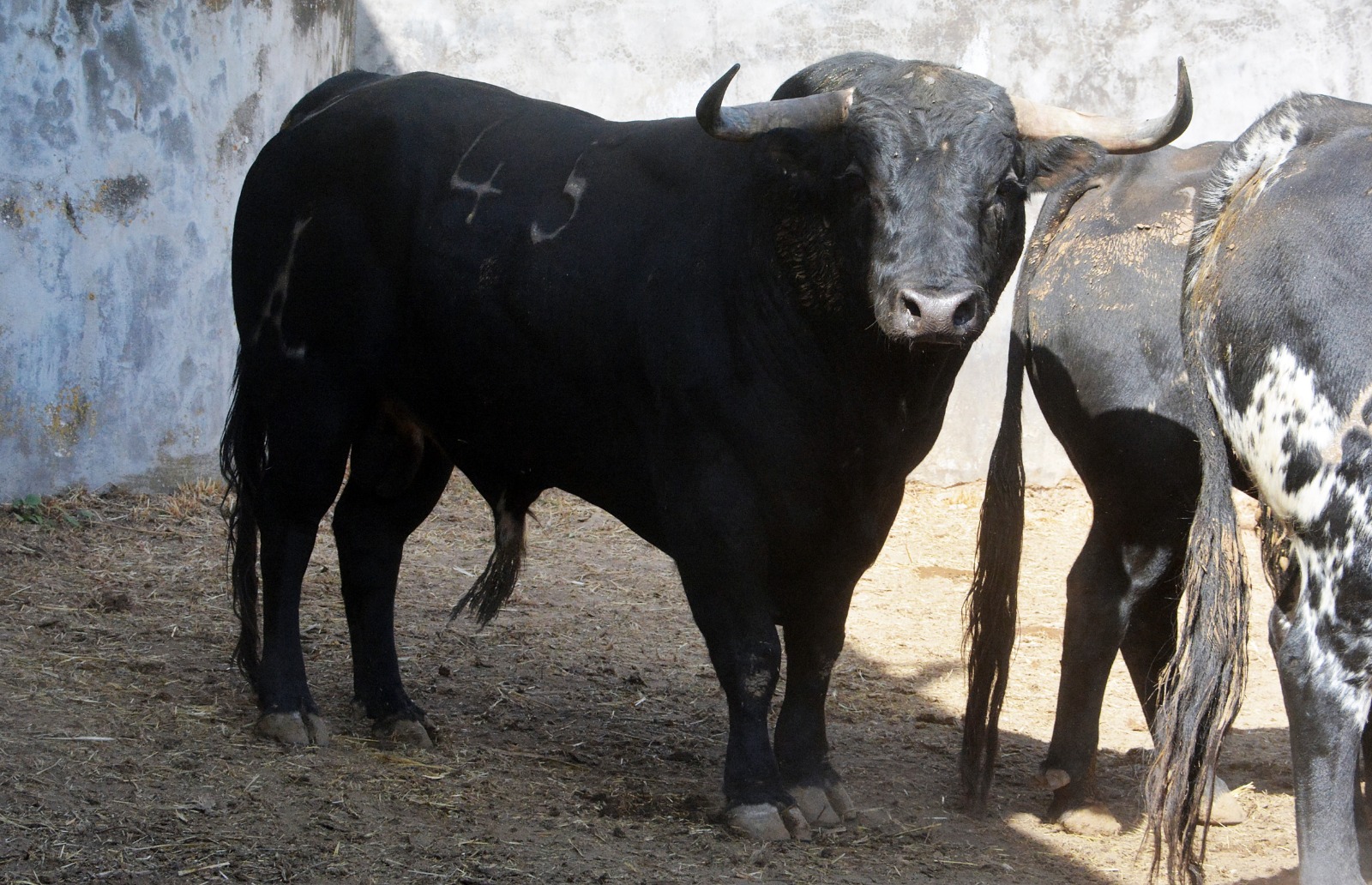 Sorteo, Colmenar Viejo 26 de agosto de 2018