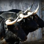 Sorteo, Colmenar Viejo 26 de agosto de 2018